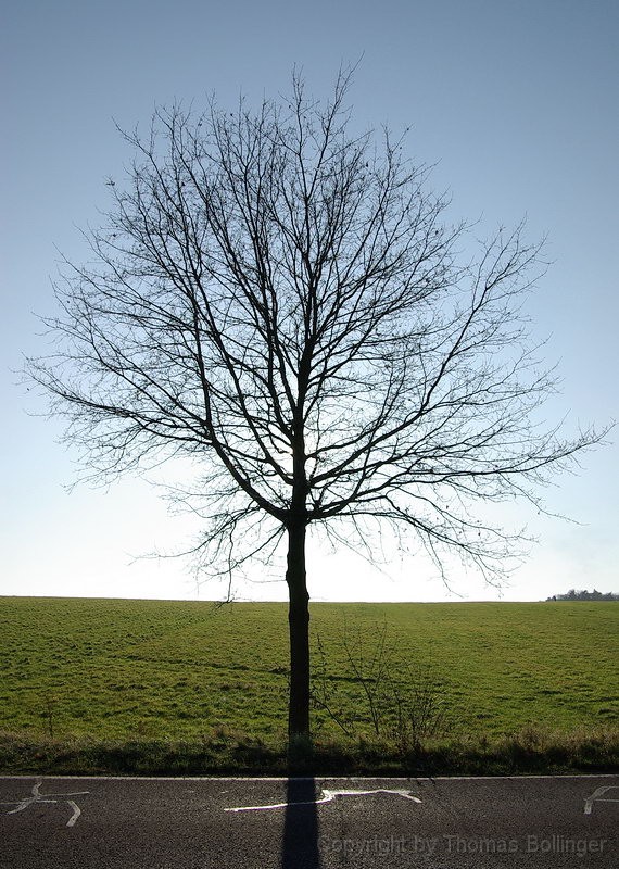 Baum.jpg