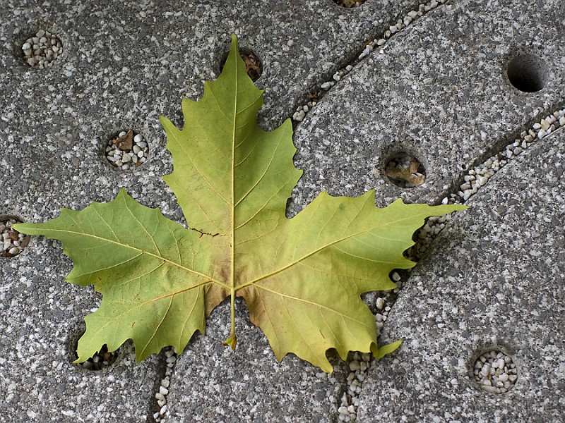 Herbst.jpg