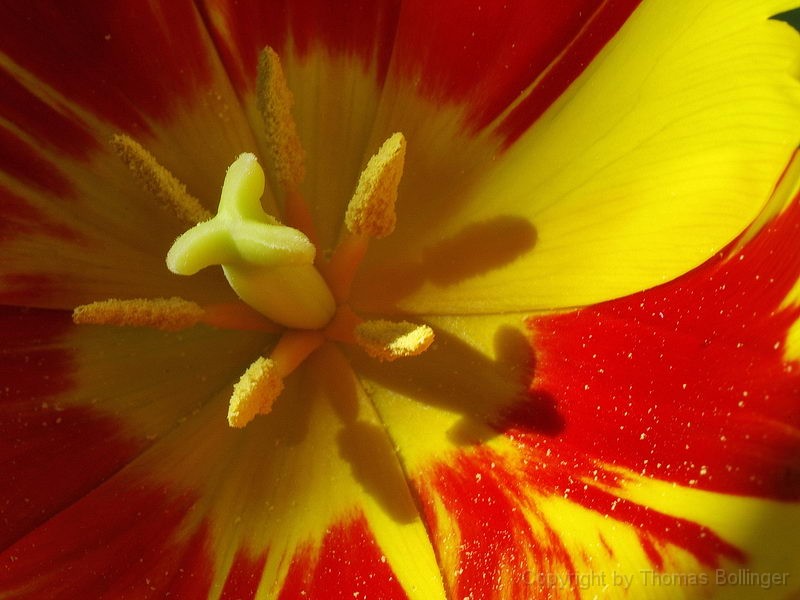 tulpe.jpg