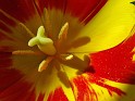 tulpe