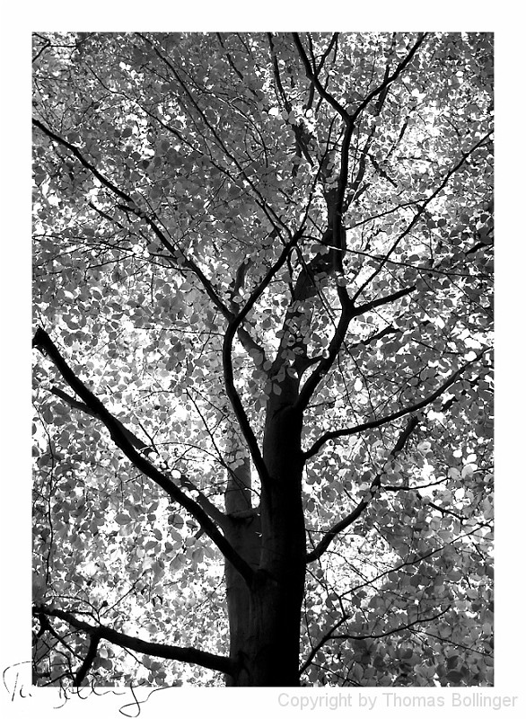 Herbstfarben.jpg