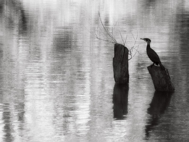 _IGP8526x.jpg - Lahn Kormoran