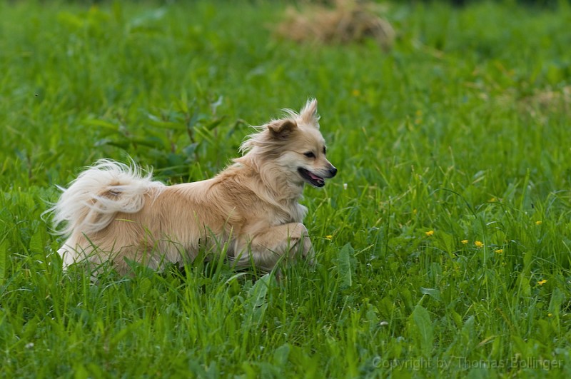 entw-0217.jpg - glücklicher Hund.